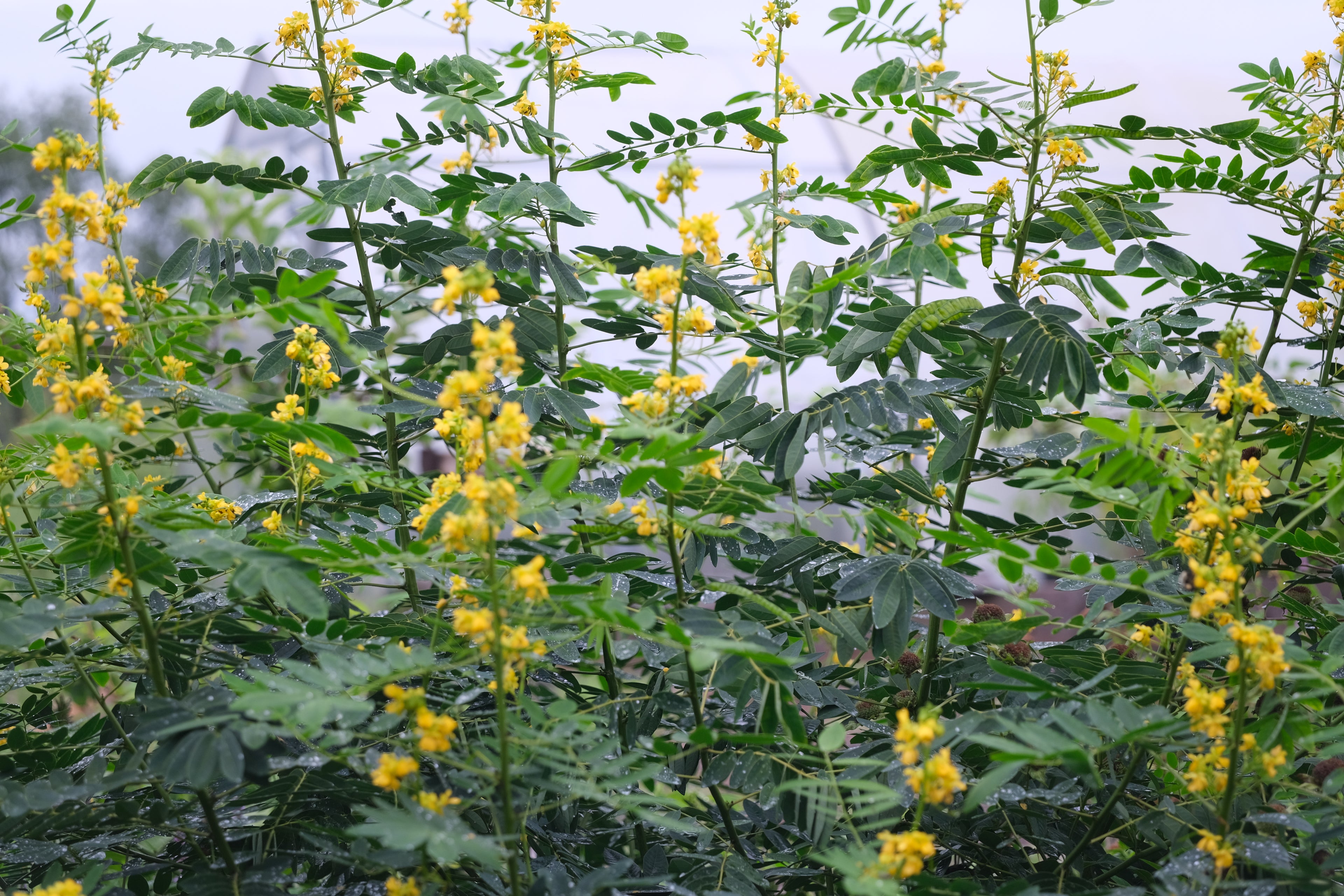 Senna marilandica (wild senna) in bloom