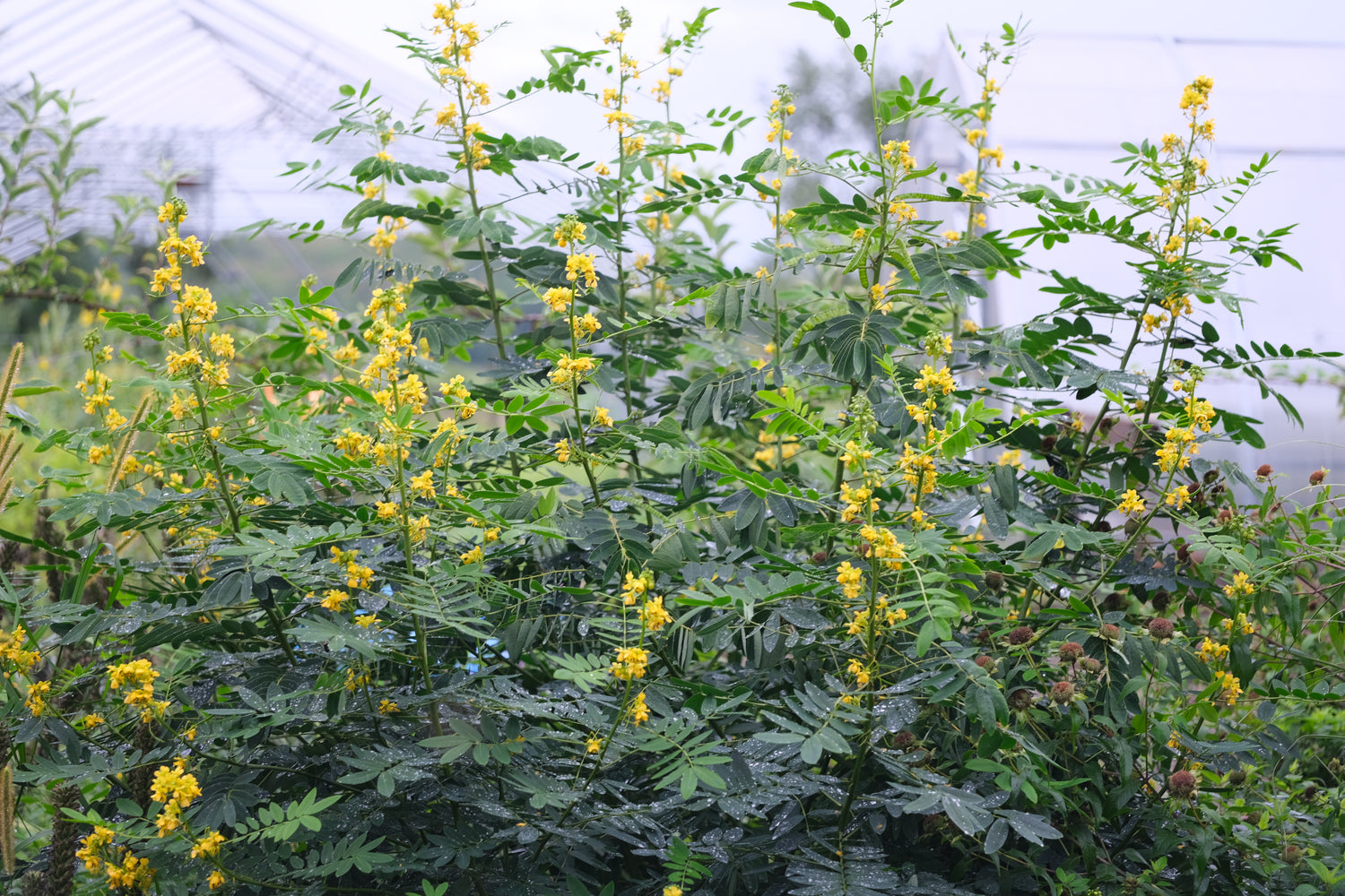 Senna marilandica (wild senna) in garden