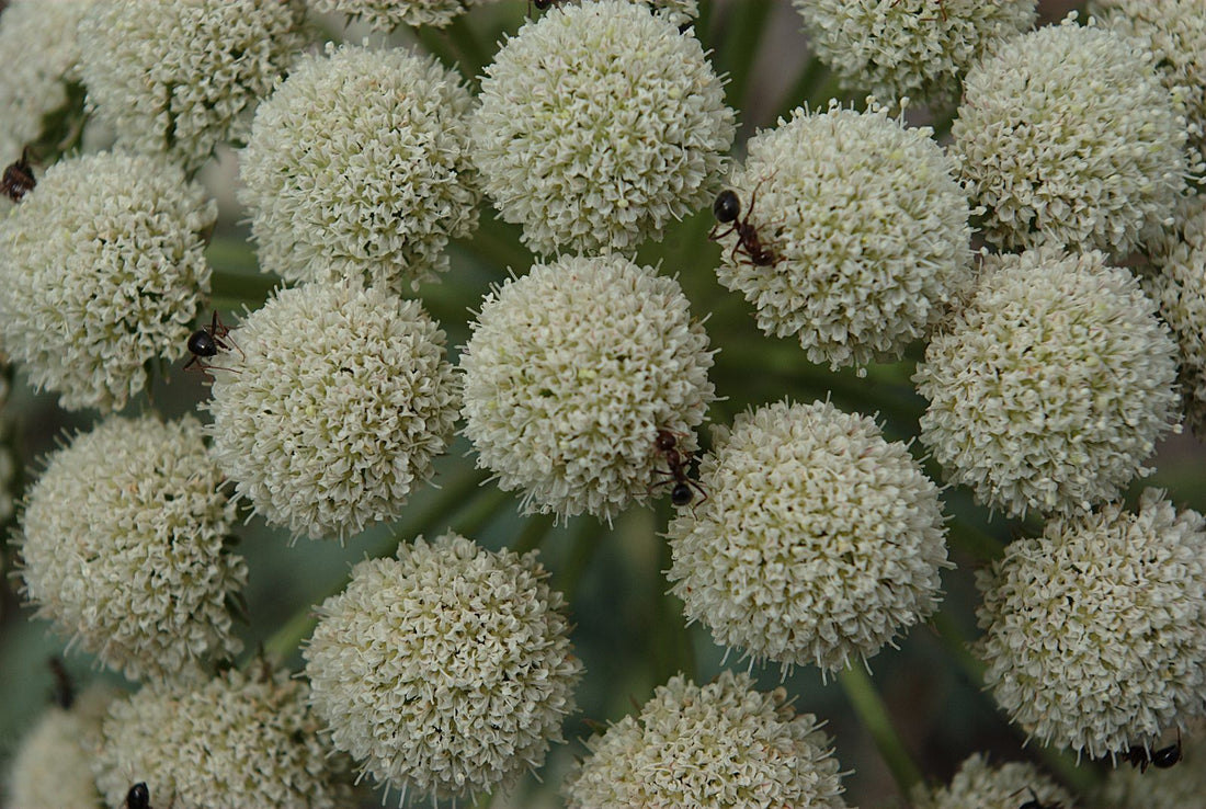Close-up of moon carrot plant with numerous white flower heads.
