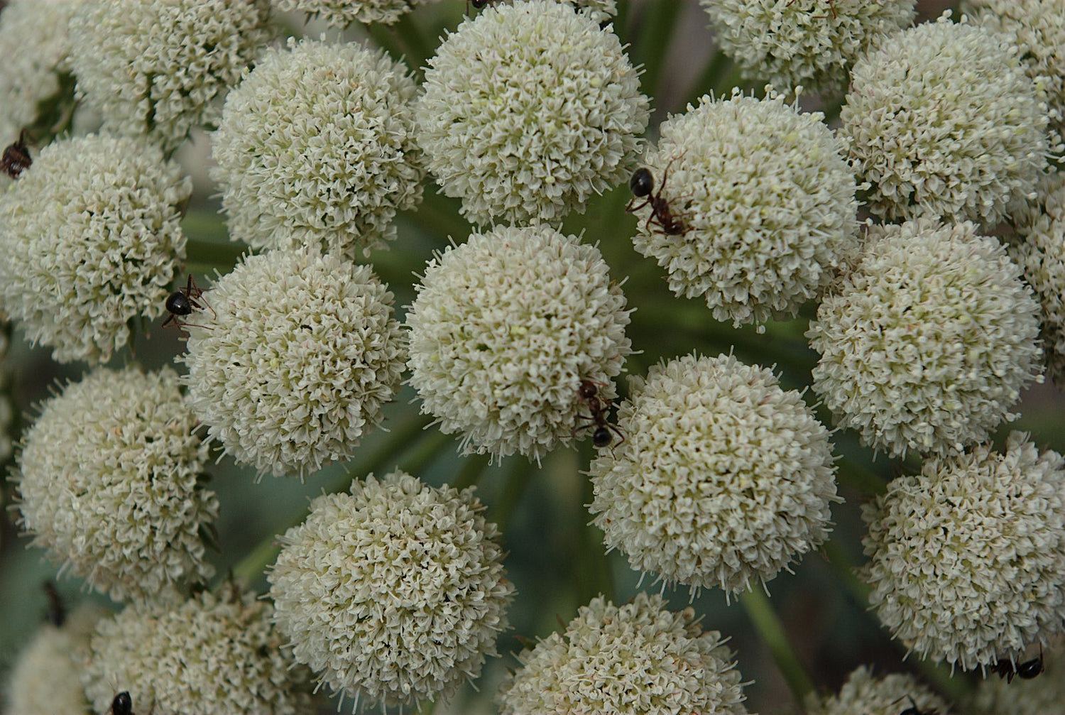 Close-up of moon carrot plant with numerous white flower heads.