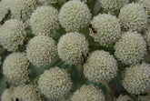 Close-up of moon carrot plant with numerous white flower heads.