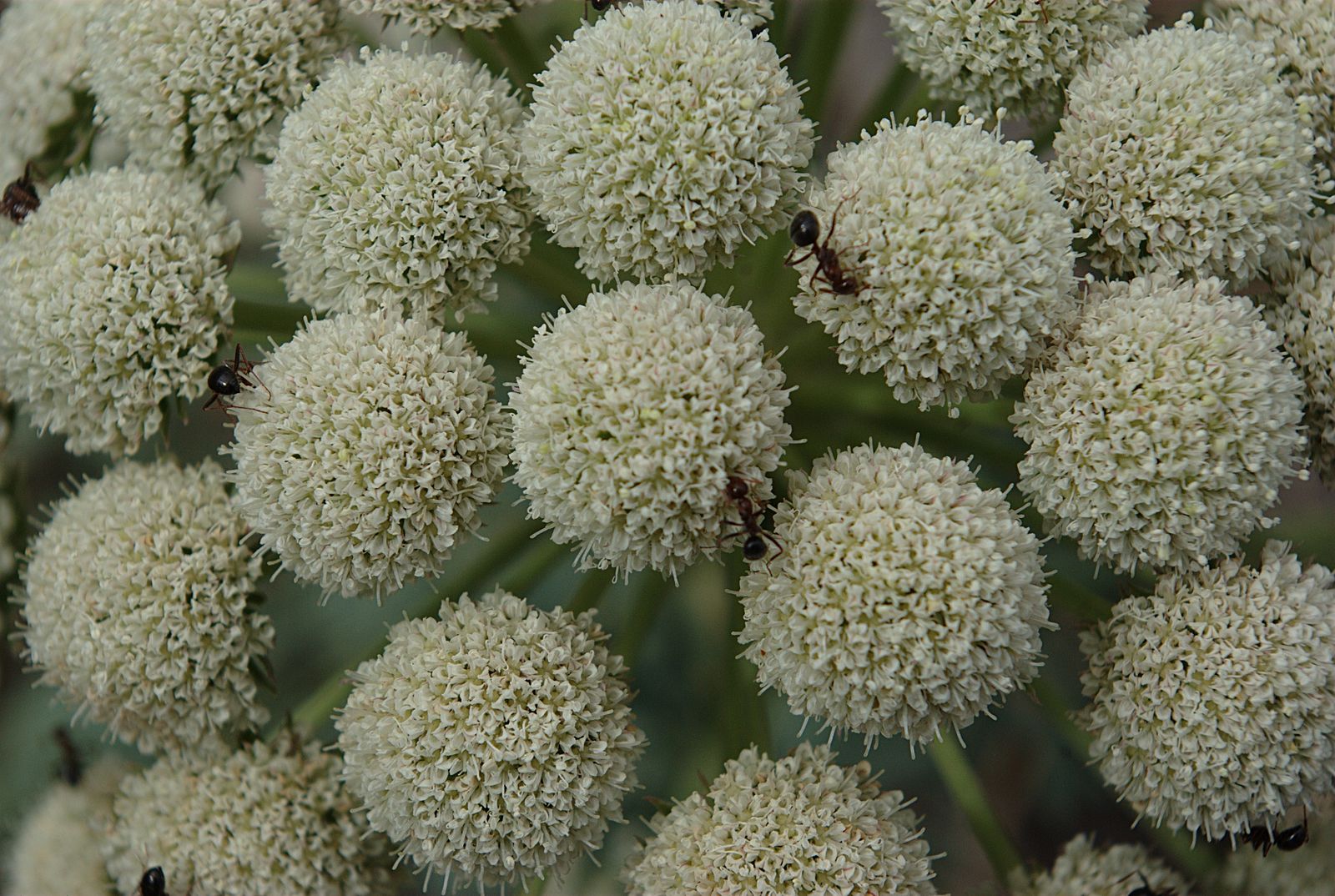 Close-up of moon carrot plant with numerous white flower heads.
