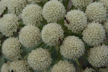 Close-up of moon carrot plant with numerous white flower heads.