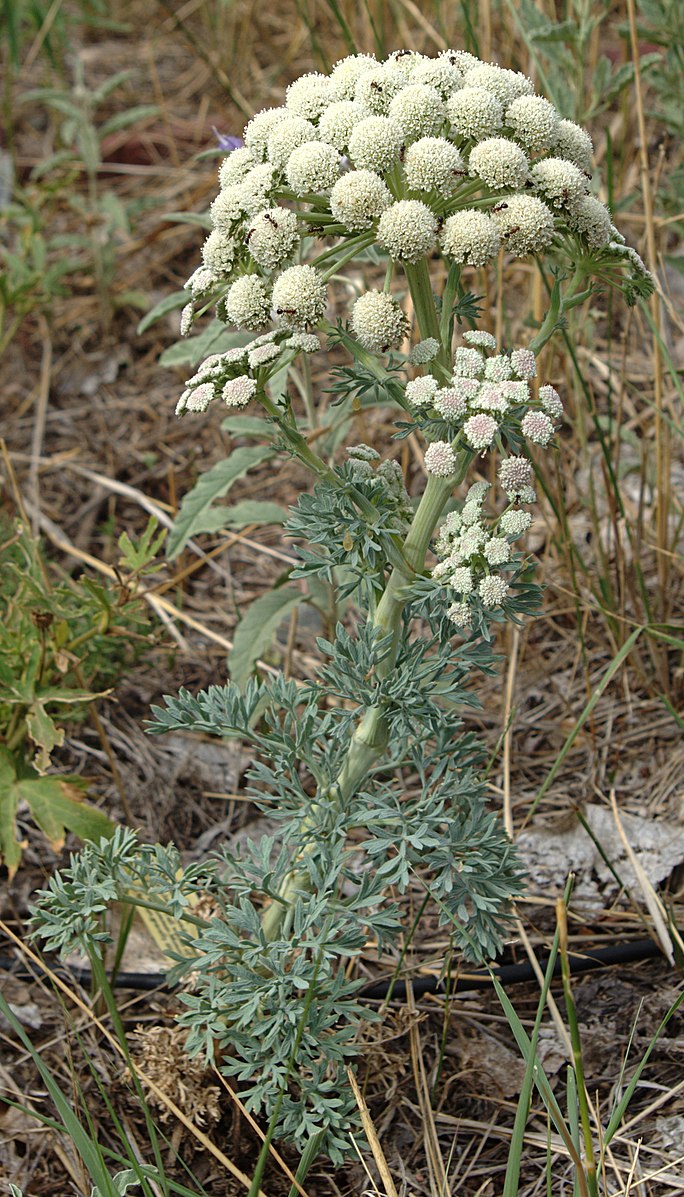 Seseli gummiferum (moon carrot) white bloom in the garden.