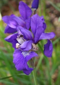 A close-up image of a purple Iris sibirica  flower with green foliage in the background.