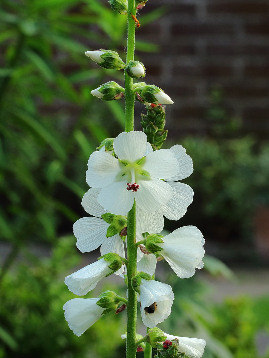 Sidalcea candida &