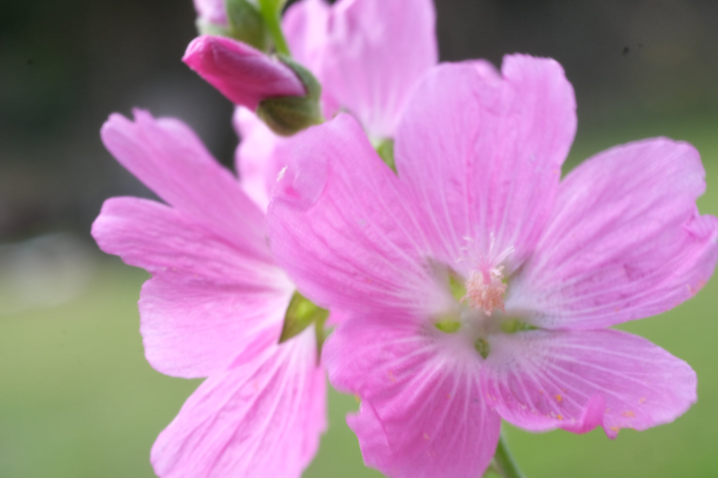 Sidalcea Malviflora-Hybr. 'Partygirl' (prairie mallow) blooms