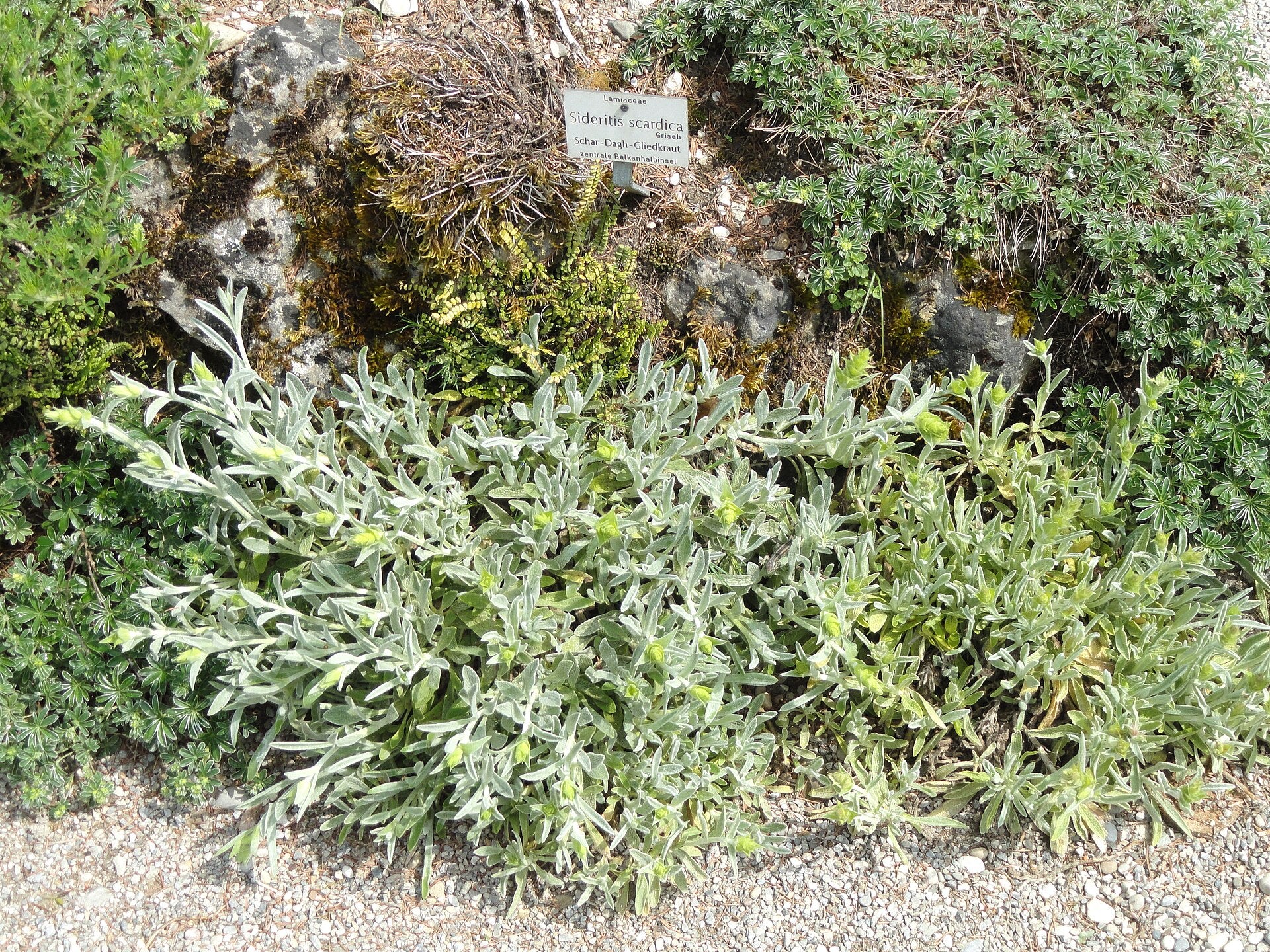 Green Sideritis scardica, commonly known as Greek mountain tea, shrub on a rocky and pebbly surface with a small sign in the background.
