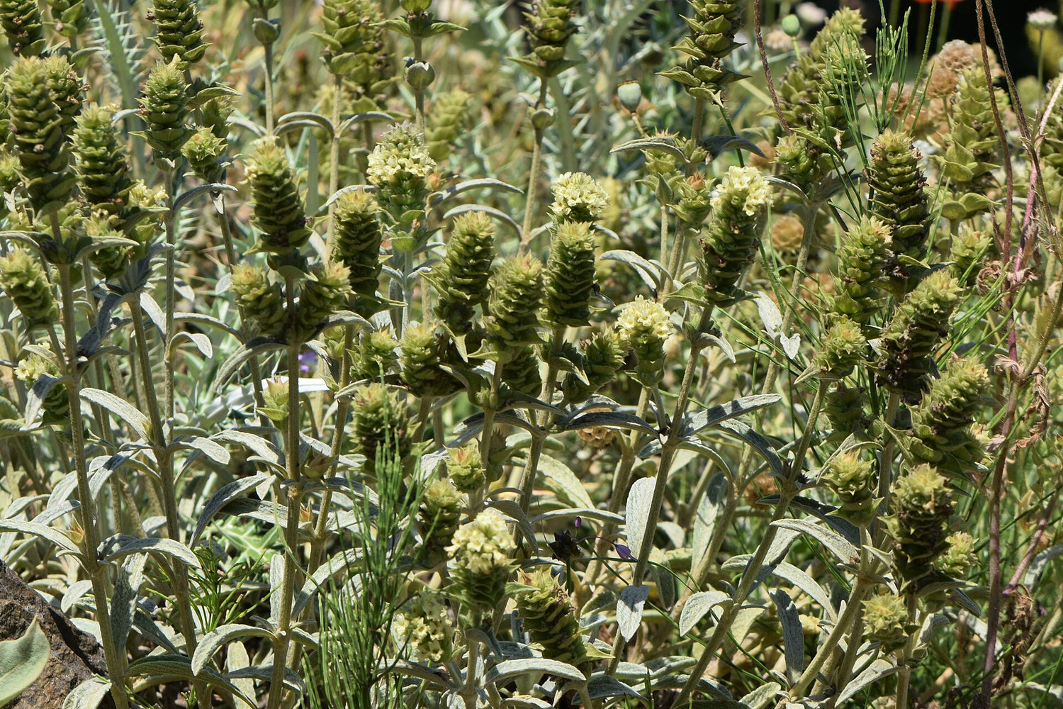 Close-up of a field of Sideritis scardica, commonly known as Greek mountain tea,  green and brown plants