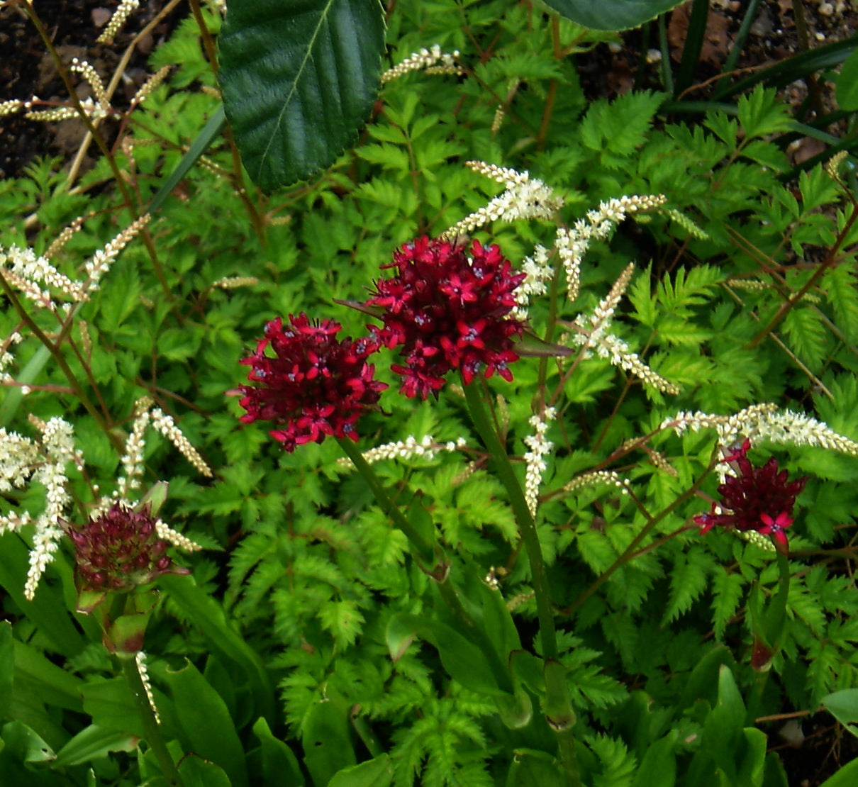 Red Silene asterias, commonly known as cherry drumsticks, flowers with green leaves and white astilbe flowers in the background