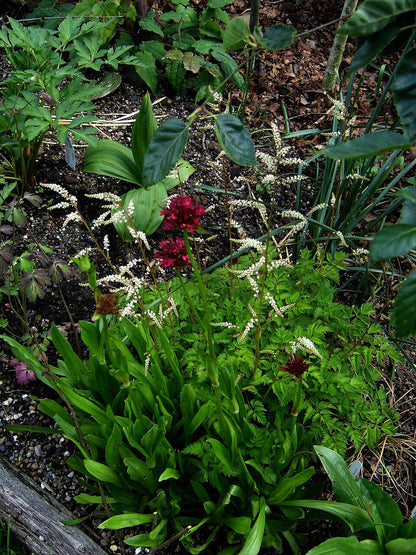 Garden scene with various plants and flowers including Silene asterias, commonly known as cherry drumsticks.
