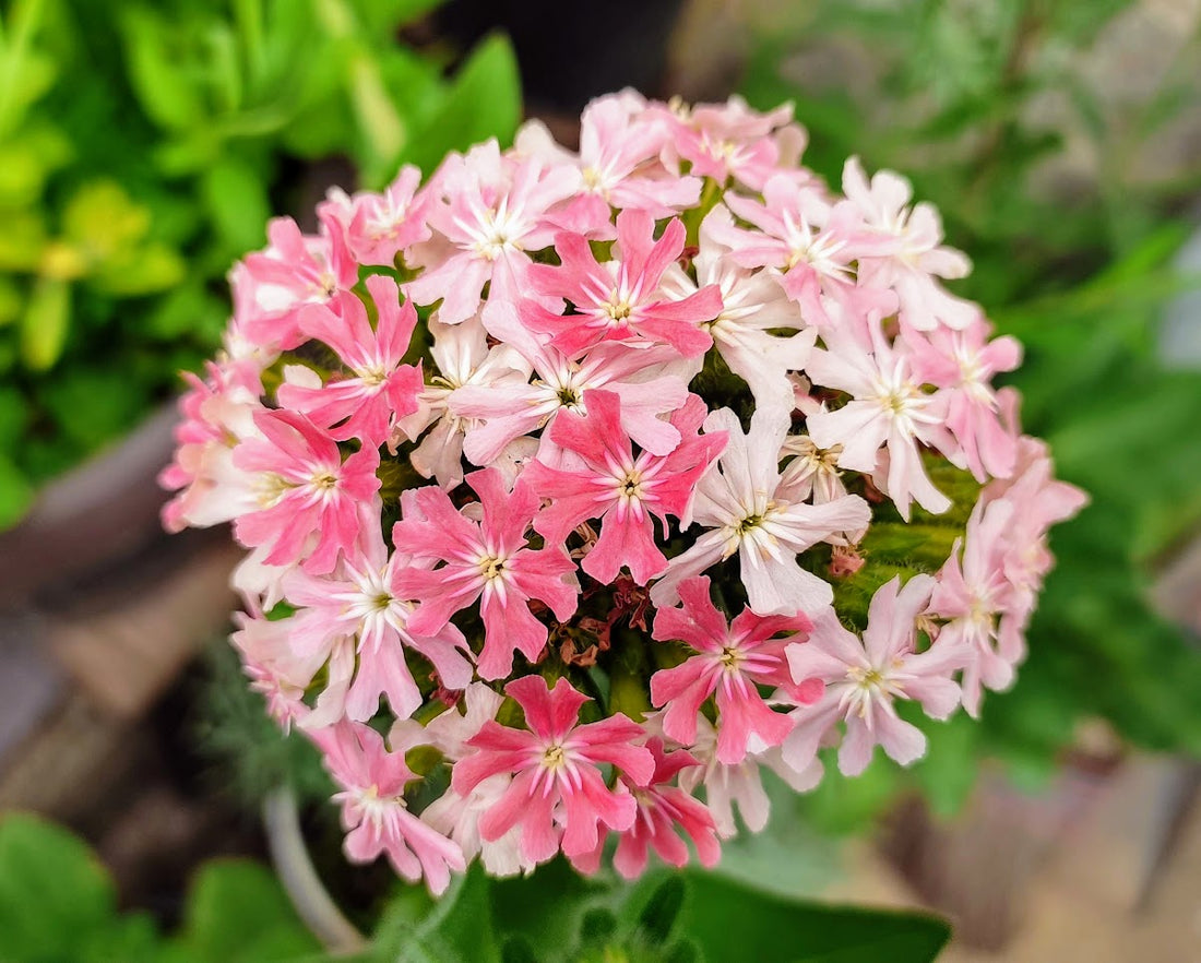 Lychnis chalcedonica &