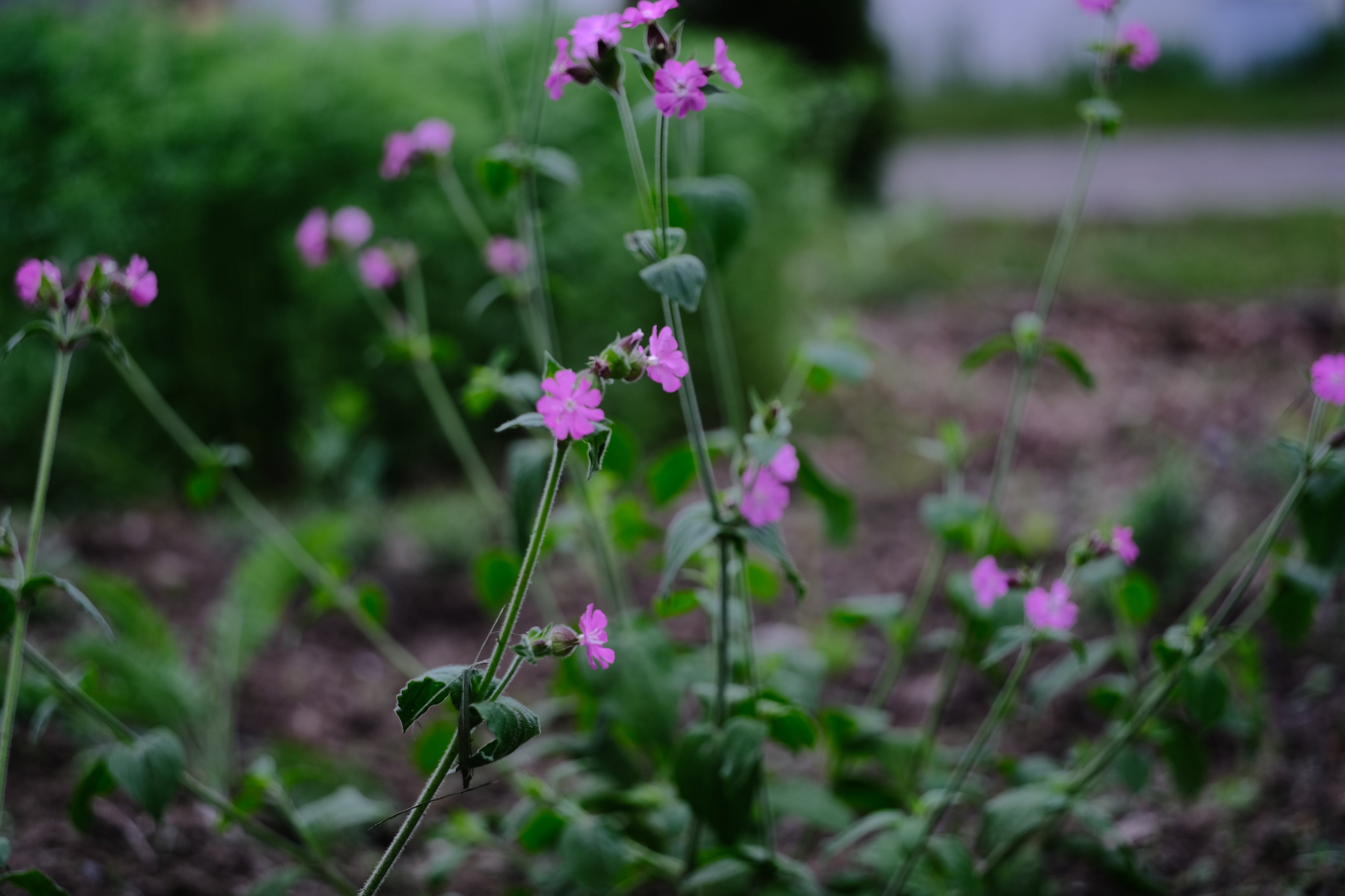 Red campion blooming
