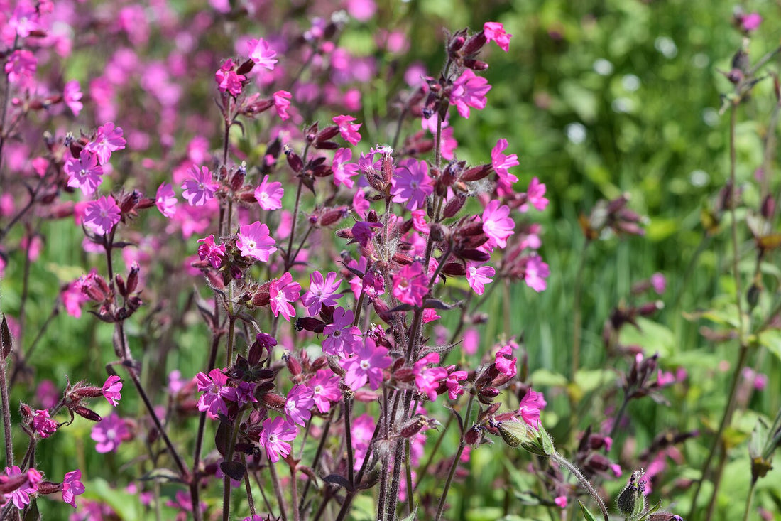 Silene dioica (red campion) in bloom