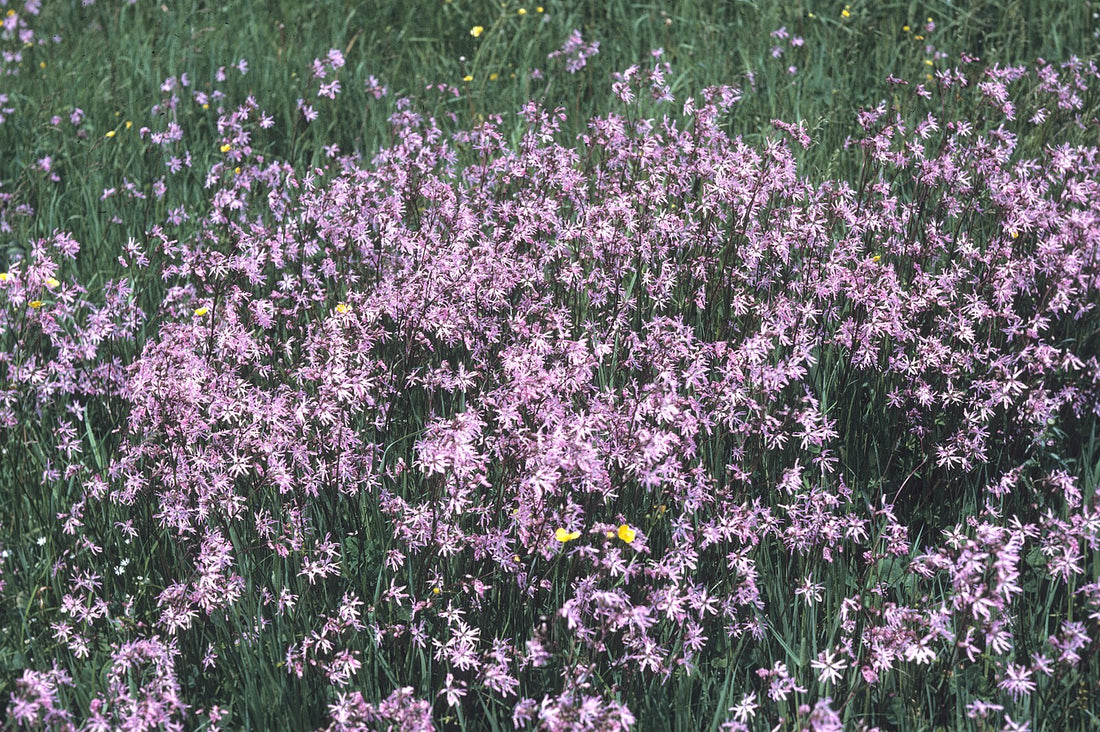 Silene flos-cuculi | ragged robin · cuckoo flower