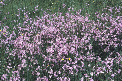 Silene flos-cuculi | ragged robin · cuckoo flower