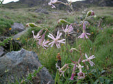 Silene nutans (nodding catchfly) in natural setting