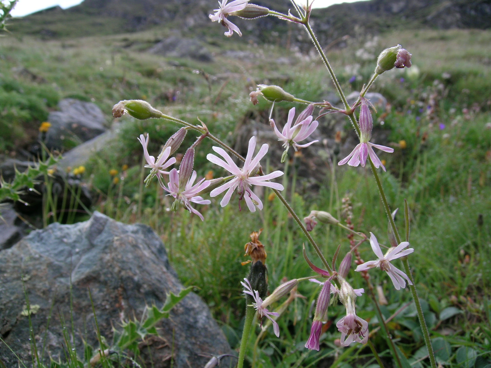 Silene nutans (nodding catchfly) in natural setting