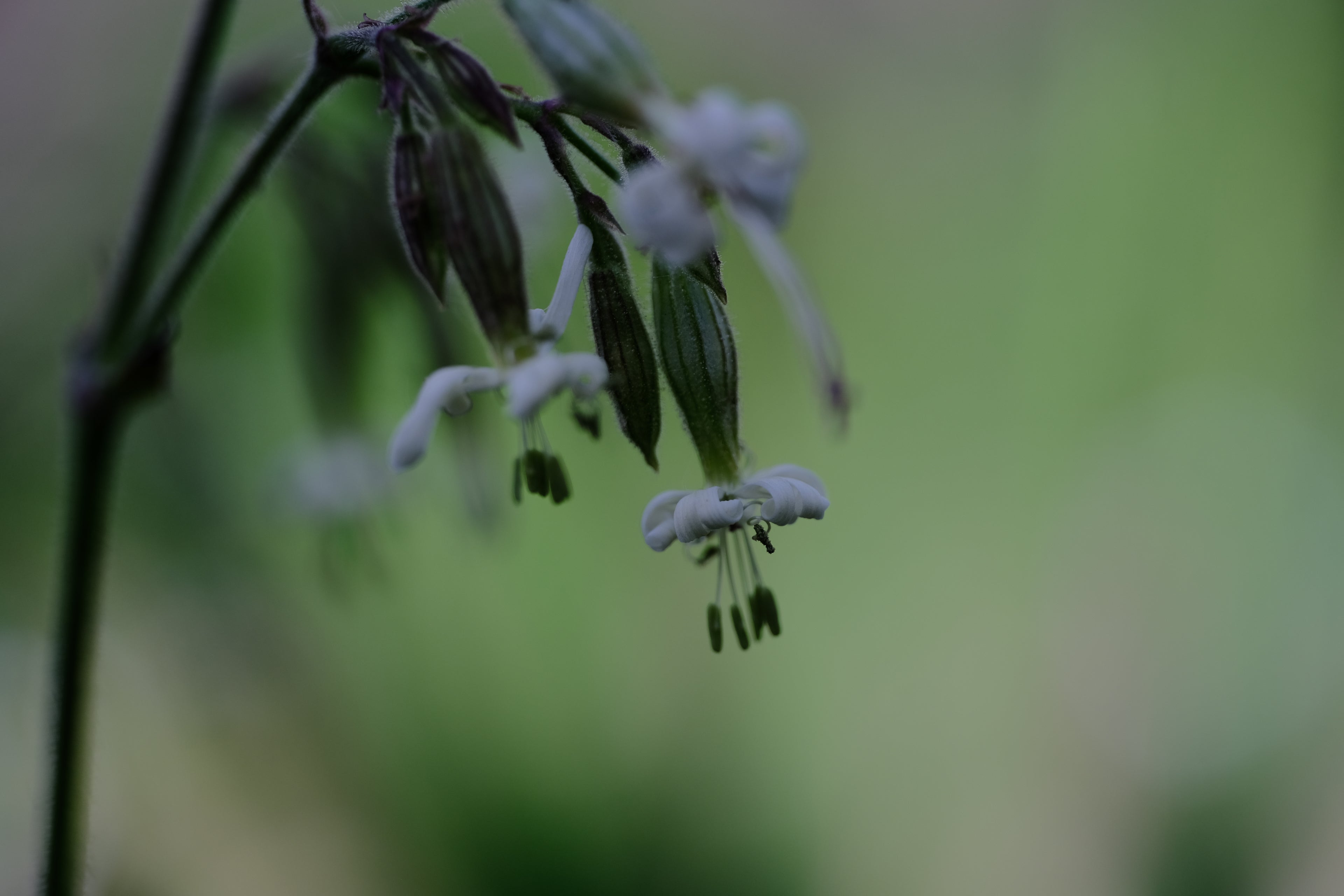 Silene nutans white flowers