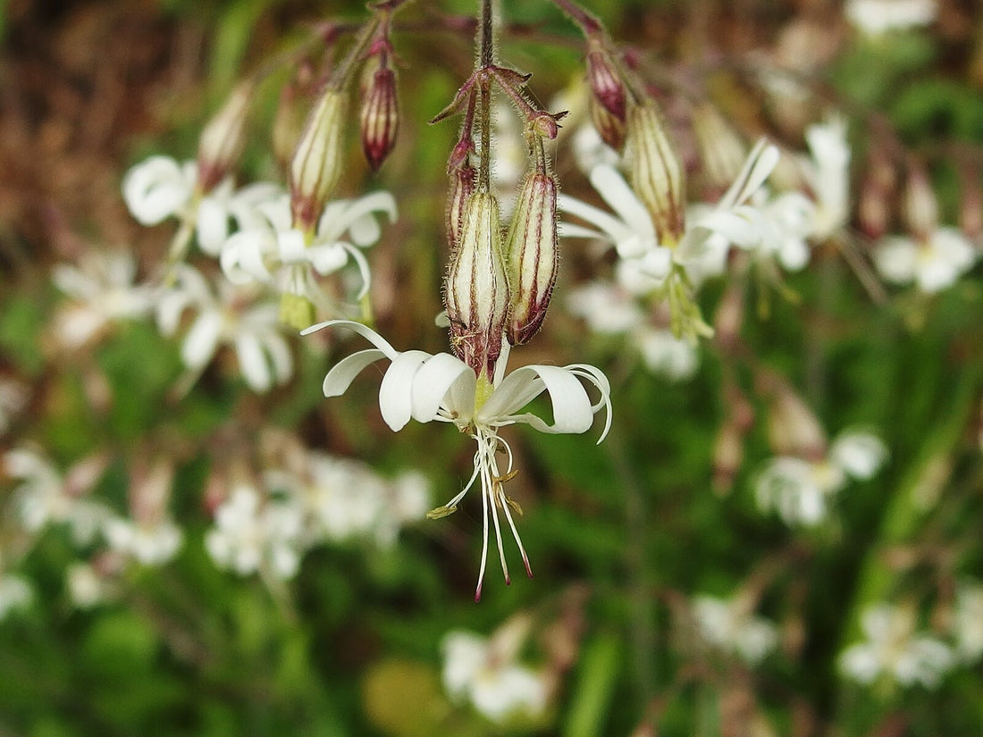 Silene nutans (nodding catchfly) blooms