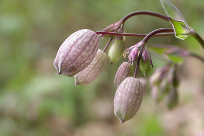 Silene nutans (nodding catchfly) buds