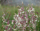 Silene nutans (nodding catchfly) in bloom