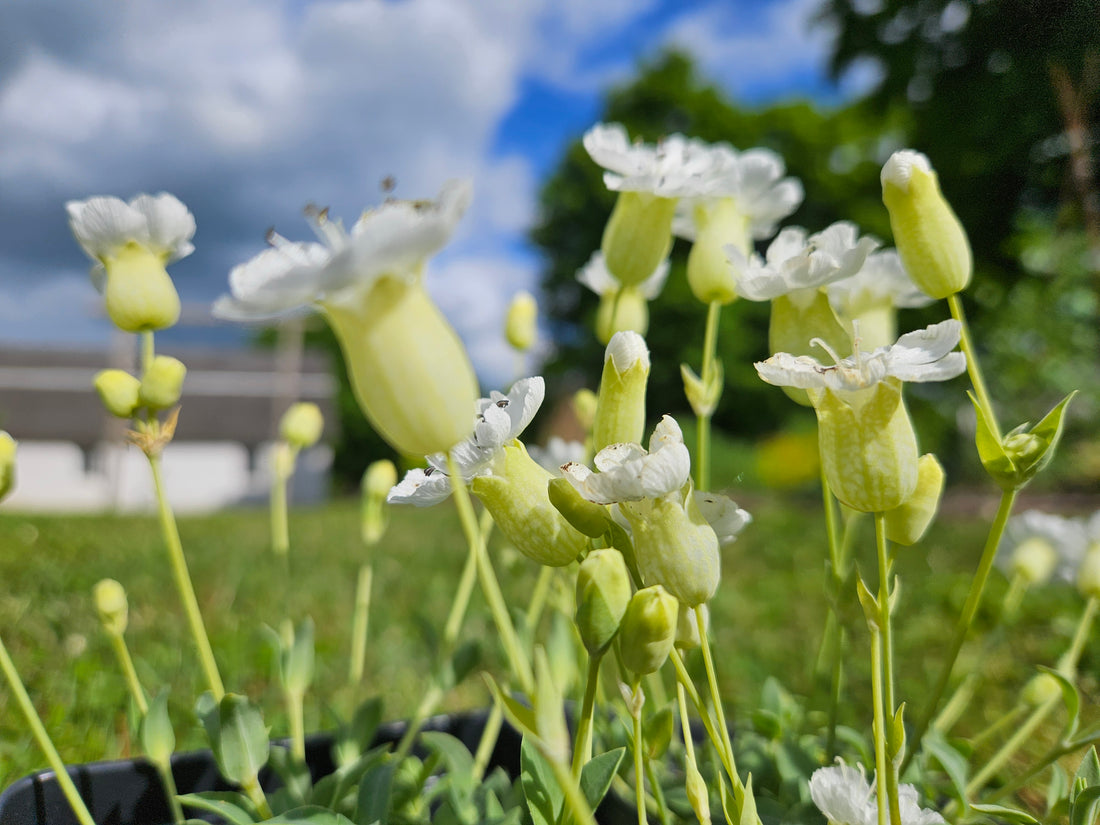 Silene uniflora &