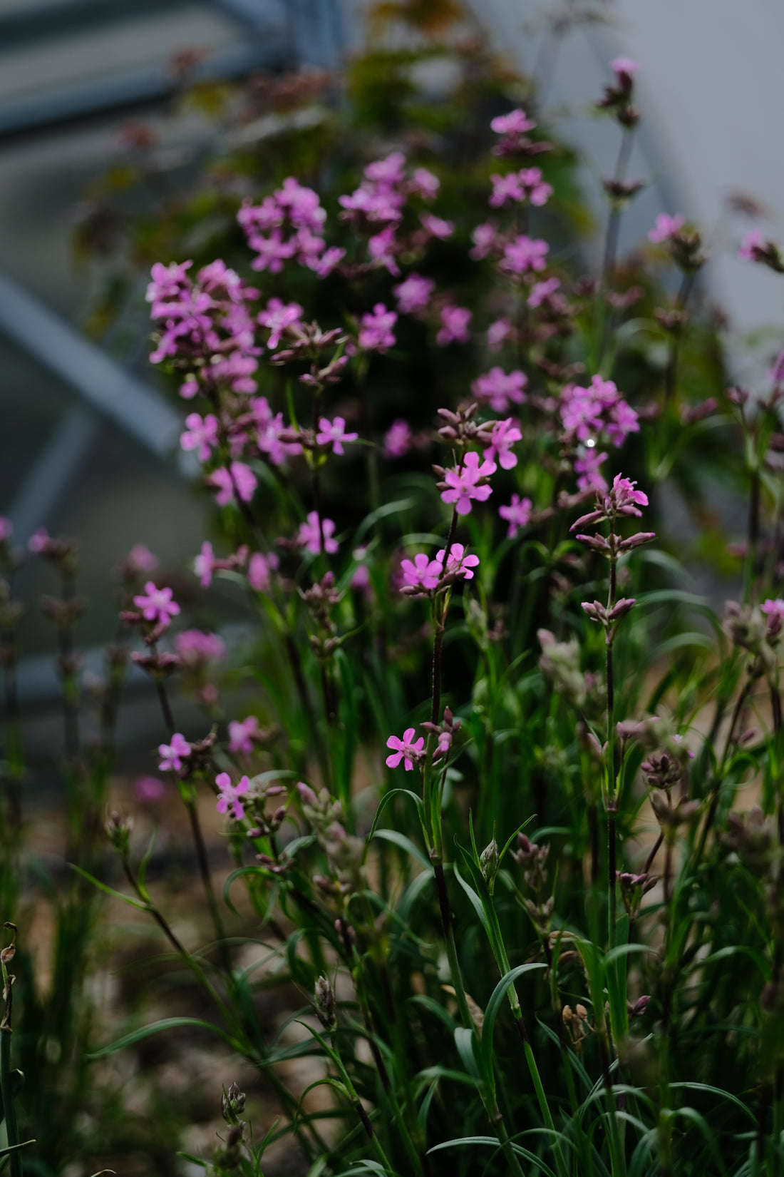 Silene yunnanensis blooming at The Old Dairy Nursery