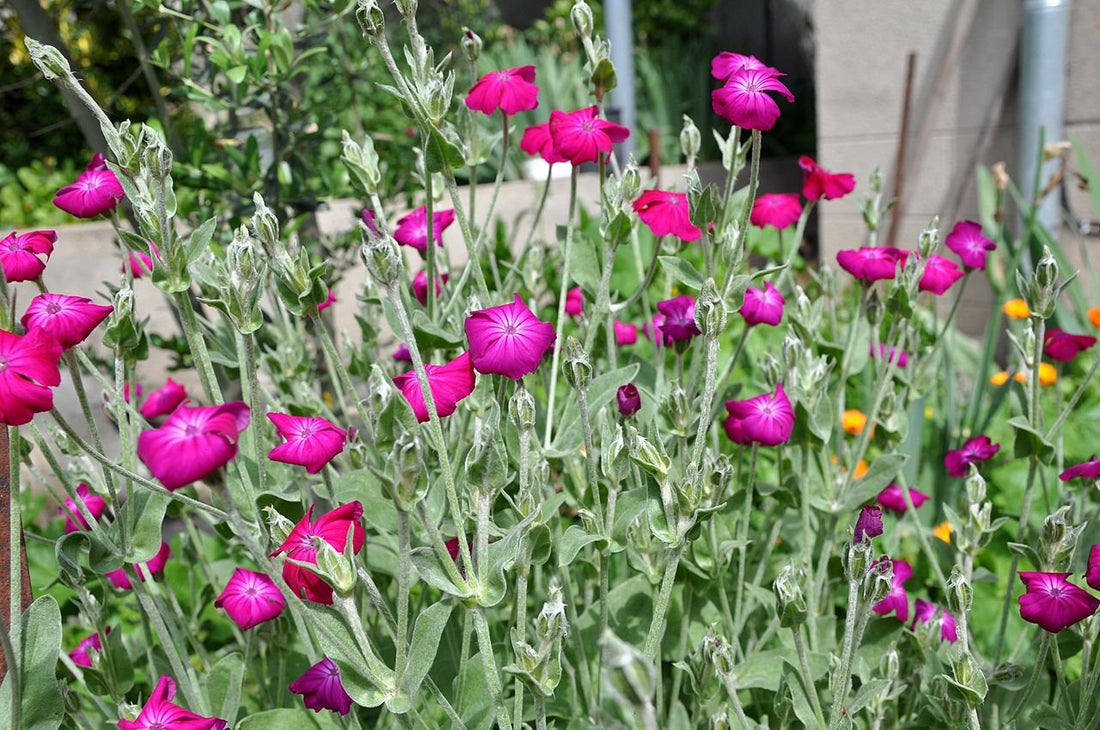 Silene coronaria (rose campion)