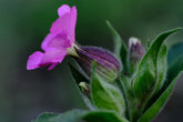 Silene dioica | red campion balloon at The Old Dairy Nursery & Gardens