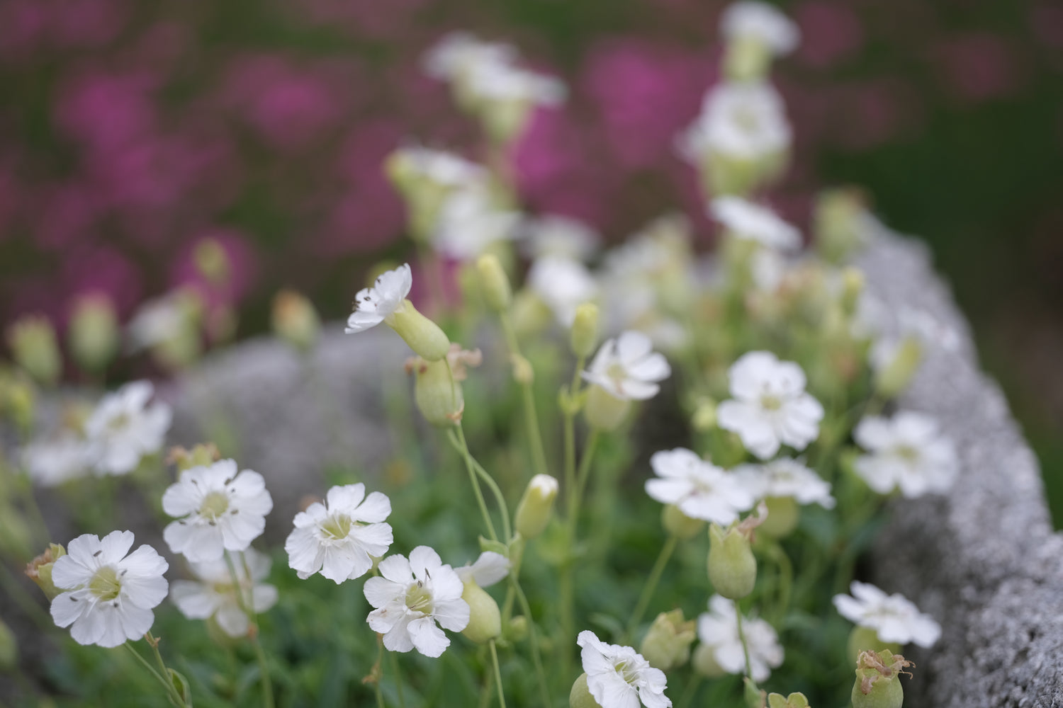 White Silene uniflora &