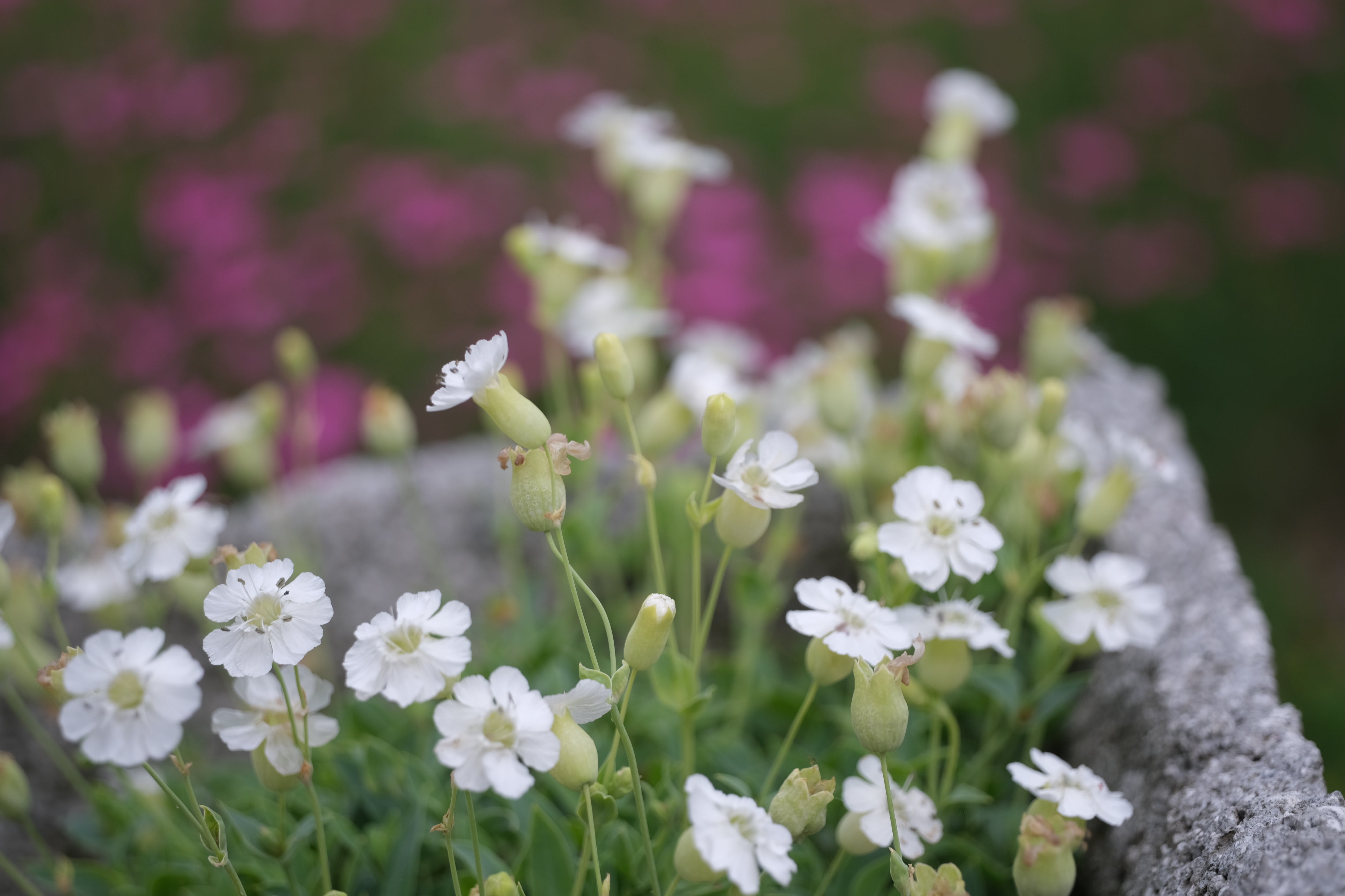 Silene uniflora 'Weißkehlchen' | whitethroat catchfly – The Old