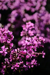 Silene yunnanensis pink blooms