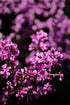 Silene yunnanensis pink blooms 