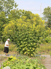 Person in a garden with large green cup plant (Silphium perfoliatum) plants and trees in the background