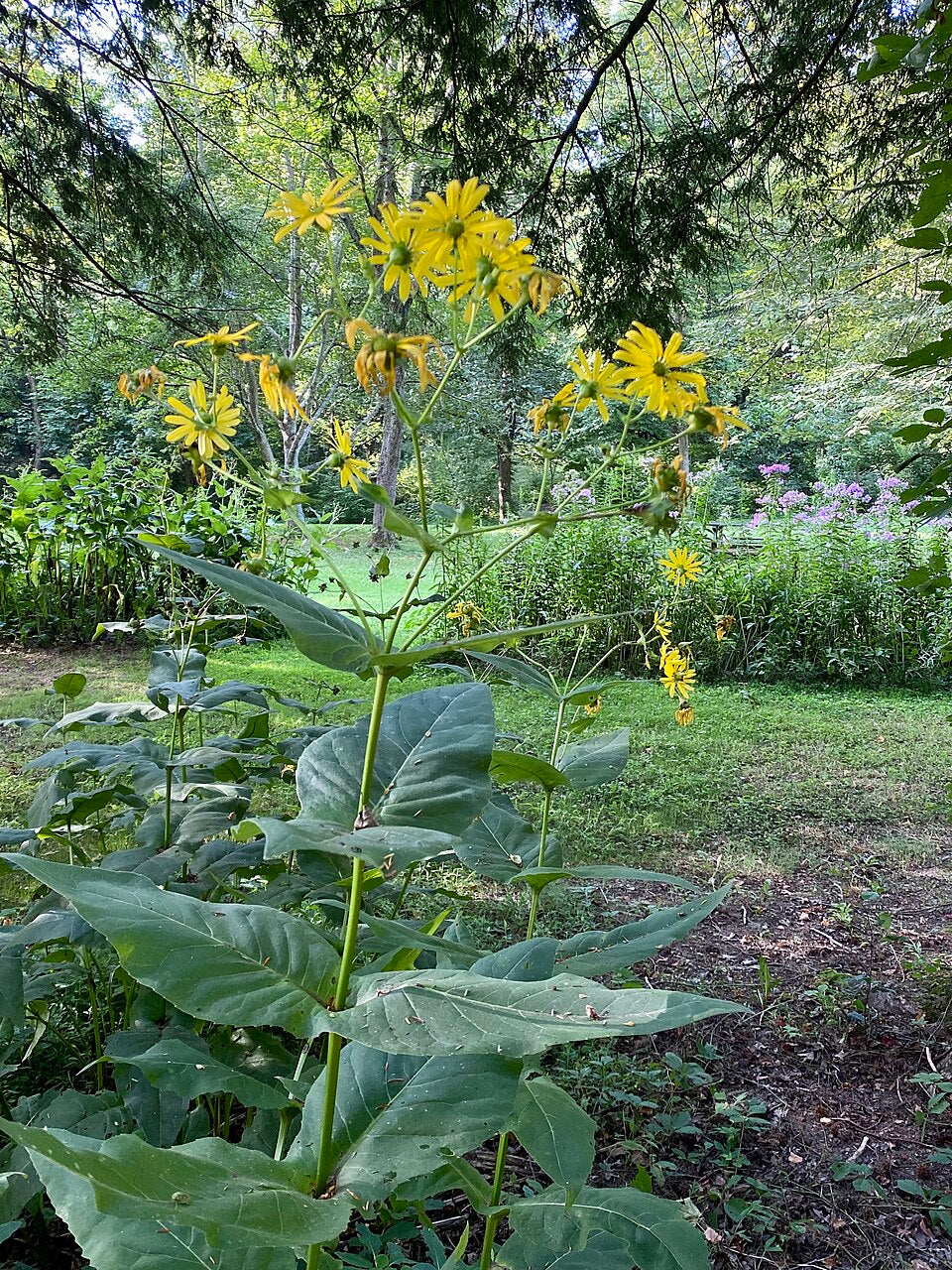 Yellow cup plant (Silphium perfoliatum) flowers with green leaves in a natural setting
