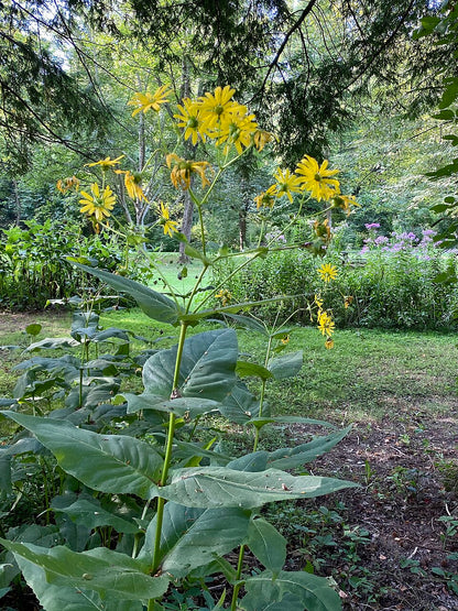 Yellow cup plant (Silphium perfoliatum) flowers with green leaves in a natural setting