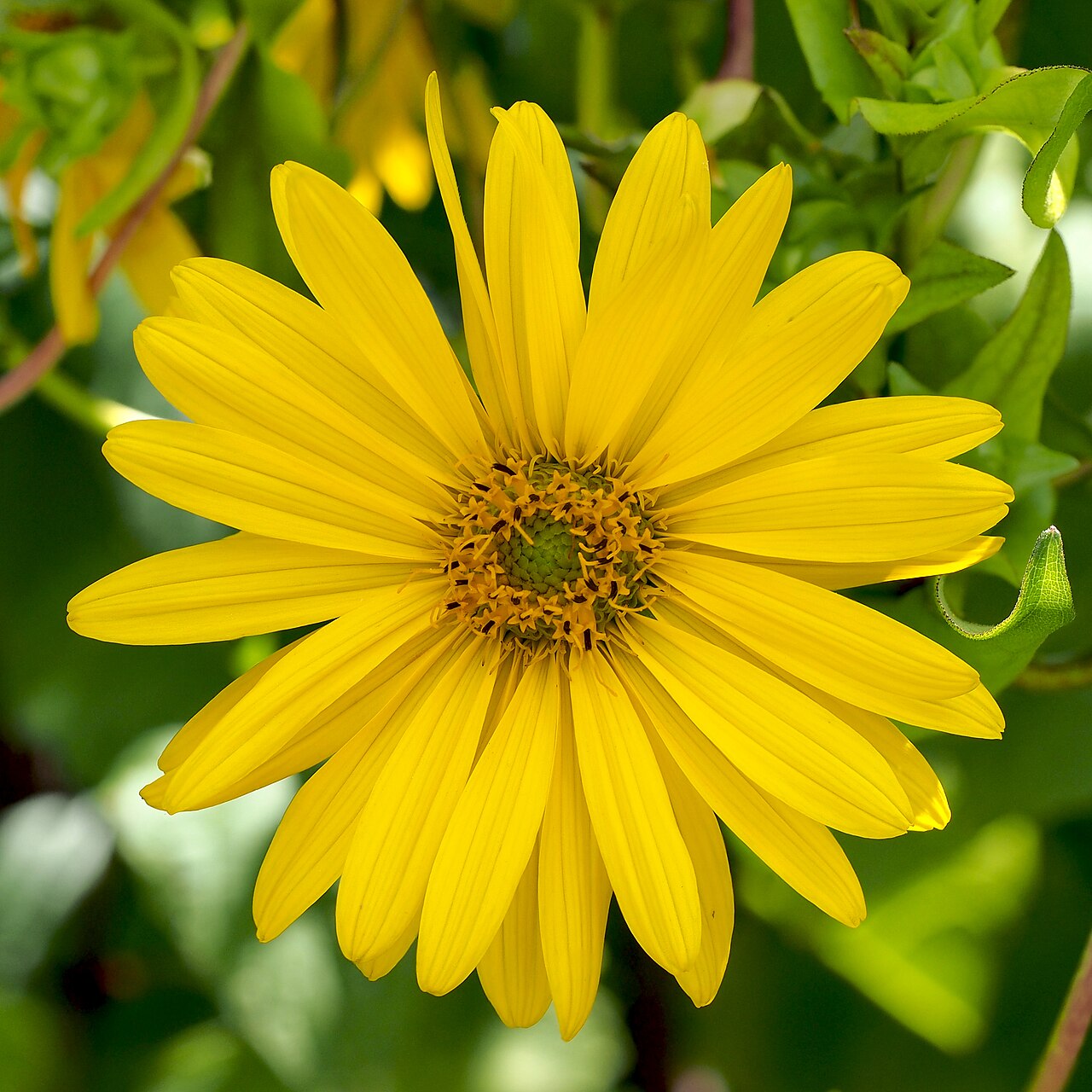 Close-up of a bright yellow cup plant (Silphium perfoliatum) flower with green leaves in the background