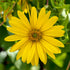 Close-up of a bright yellow cup plant (Silphium perfoliatum) flower with green leaves in the background