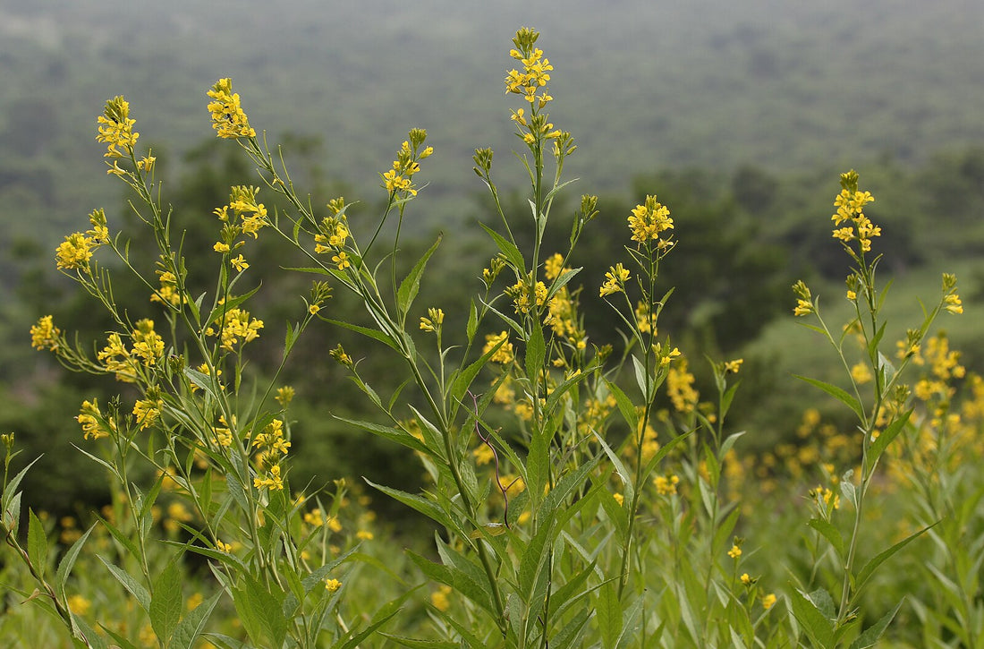 Sisymbrium luteum