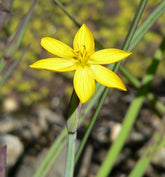 Sisyrinchium californicum (golden blue-eyed grass) single yellow bloom