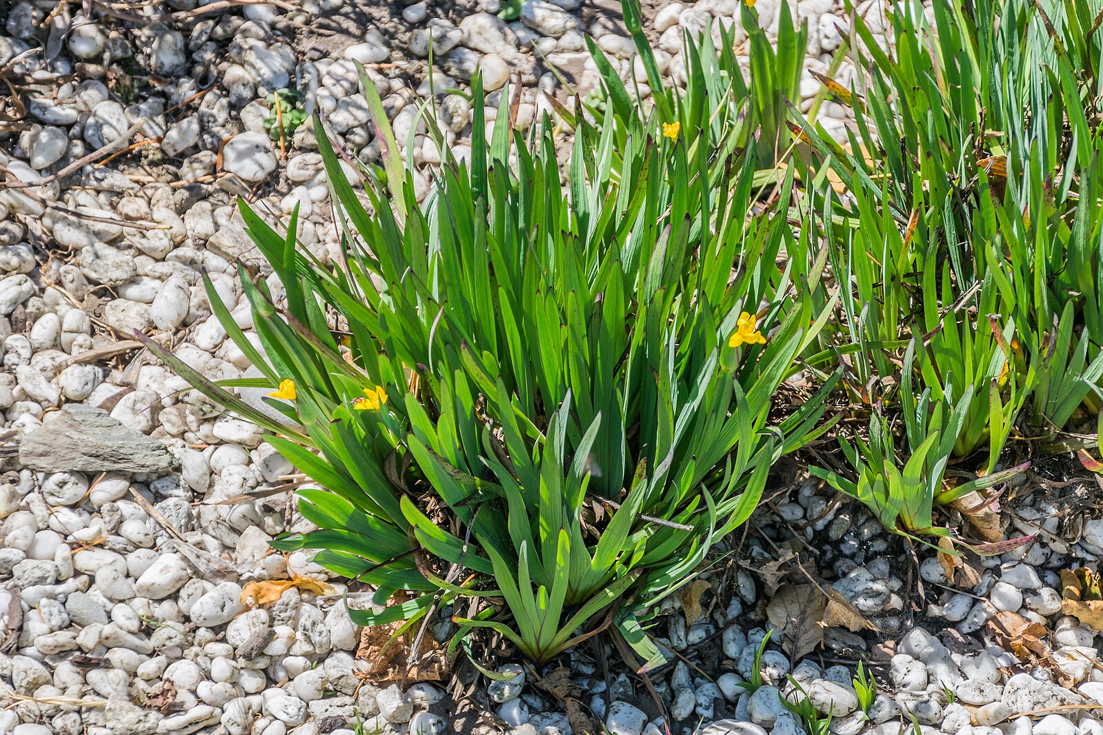 Sisyrinchium californicum (golden blue-eyed grass) strappy foliage