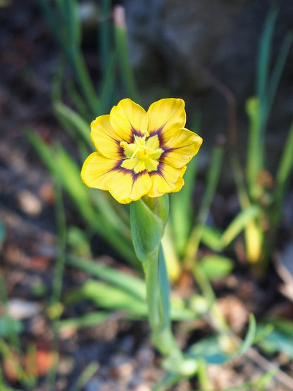 Sisyrinchium macrocarpum (Argentinian blue-eyed grass) single yellow bloom with brown ring