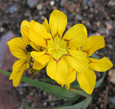 Sisyrinchium macrocarpum (Argentinian blue-eyed grass) yellow blooms