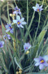 Sisyrinchium angustifolium (narrowleaf blue-eyed grass)