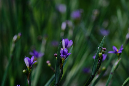 Sisyrinchium angustifolium purples flower and green foliage at The Old Dairy Nursery