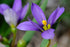 Sisyrinchium angustifolium purple flower at The Old Dairy Nursery