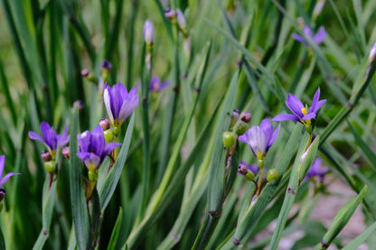 Sisyrinchium angustifolium purple flowers and green foliage at The Old Dairy Nursery