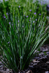 Sisyrinchium angustifolium purple flowers and green foliage full form at The Old Dairy Nursery