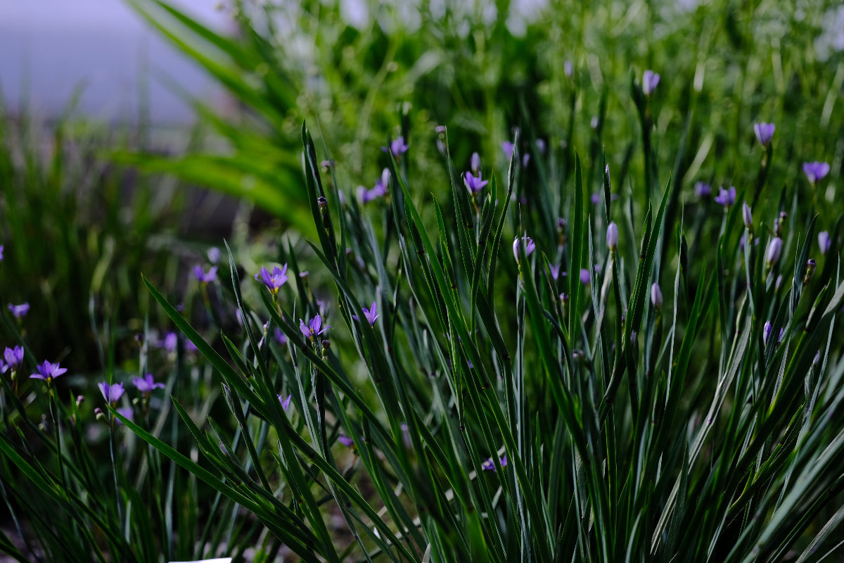 Sisyrinchium angustifolium in the garden at The Old Dairy Nursery